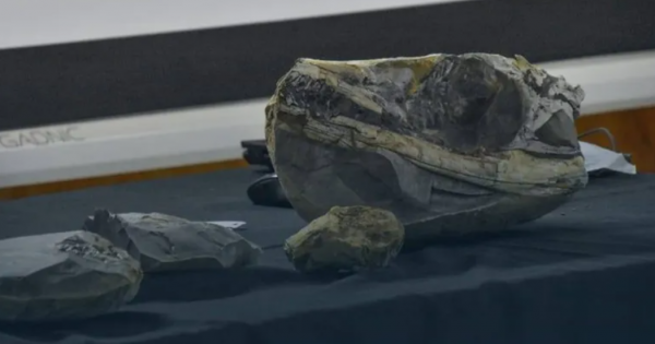 Cocodrilo marino de 150 millones de años: hallazgo en Loncopué Cocodrilo marino de 150 millones de años: hallazgo en Loncopué