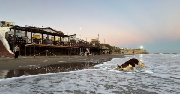 Inusual evacuación en Las Grutas: el cadáver de una vaca fue encontrado en la playa