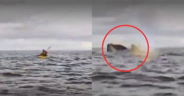 Una ballena se tragó a un hombre y luego lo expulsó en el Estrecho de Magallanes