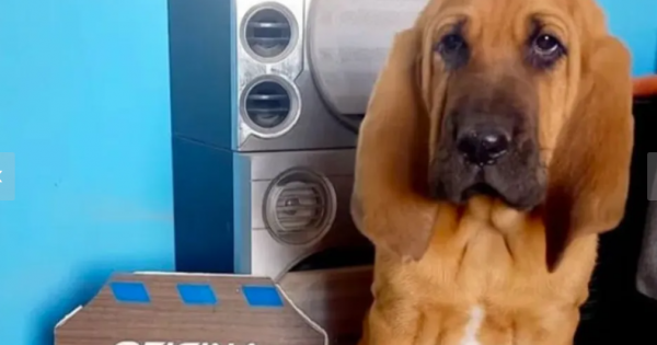 Rex, el cachorro que se suma a la Policía para buscar personas desaparecidas Rex, el cachorro que se suma a la Policía para buscar personas desaparecidas