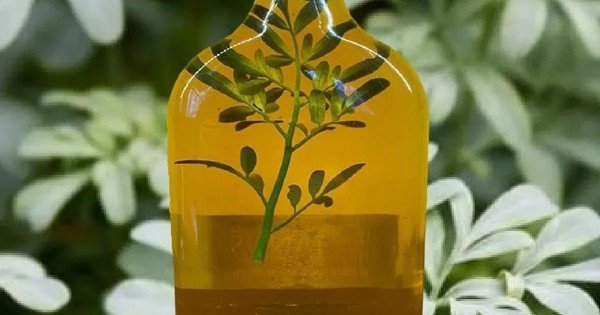 Caña con ruda: el ritual ancestral que abre agosto con protección y energía Caña con ruda: el ritual ancestral que abre agosto con protección y energía