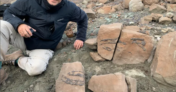 Descubrieron un cocodrilo prehistórico que cazaba dinosaurios en la Patagonia