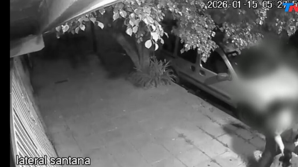 Acusan a un hombre de robar 300 gatos y tirarlos a un terreno baldío Acusan a un hombre de robar 300 gatos y tirarlos a un terreno baldío