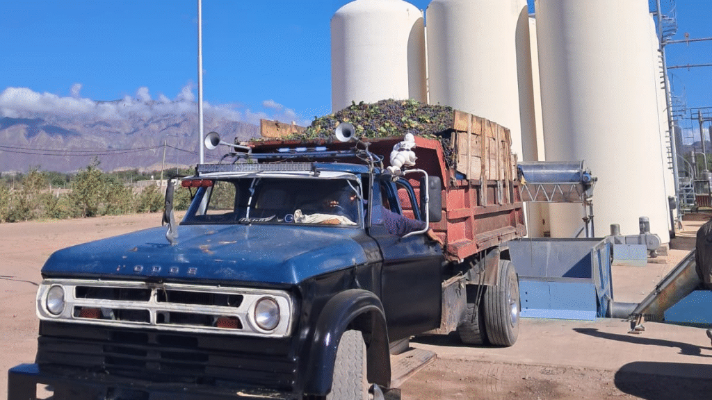 Comenzó la vendimia y entrega de fruto a la mostera en Tinogasta