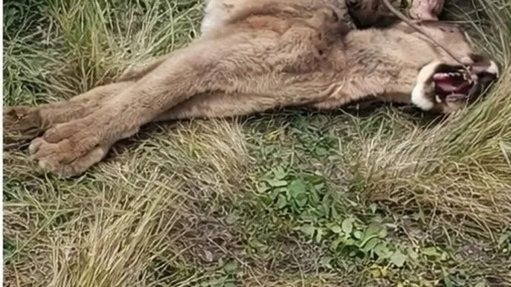 Imputado por crueldad tras matar a un puma