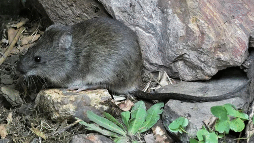 Se confirmó un fallecido por leptospirosis en Córdoba