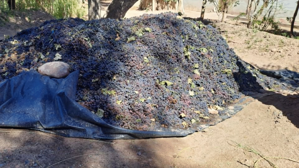 Viñateros de Tatón no saben qué hacer con la uva y advierten pérdidas