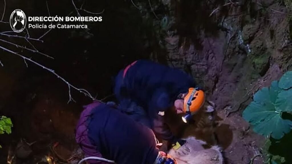 Rescataron a un potrillo que cayó en una fosa