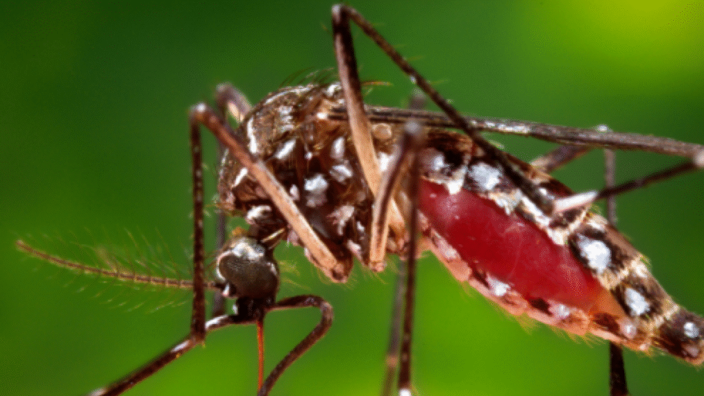 Salud informó que no se registraron nuevos casos de dengue ni chikungunya en la última semana