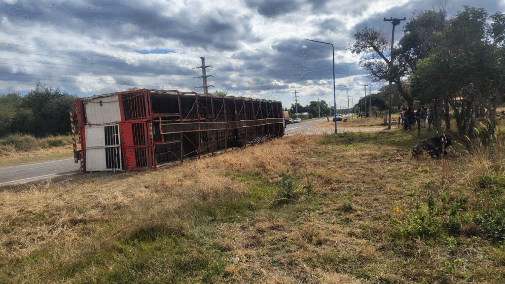 Volcó un camión que transportaba ganado