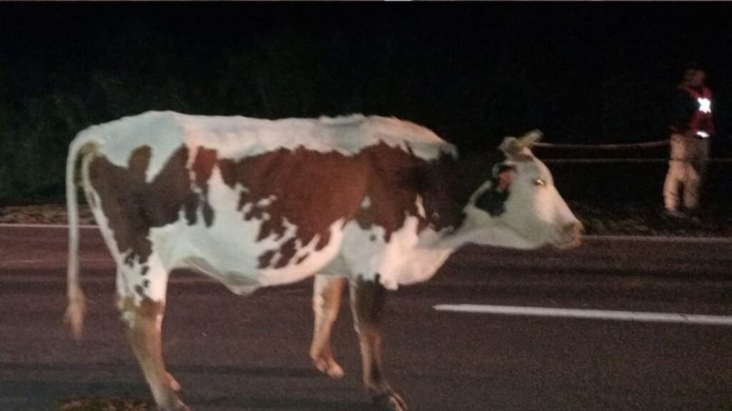 Capturaron dos animales sueltos en paraje de La Paz