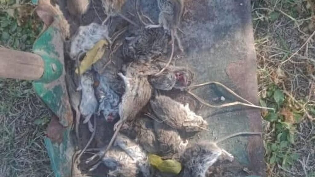 Quejas de vecinos por una plaga de ratas en San Antonio de La Paz