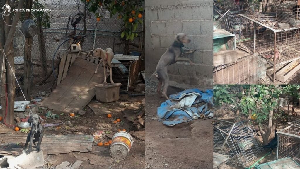 Secuestraron más de 60 animales en un allanamiento por maltrato