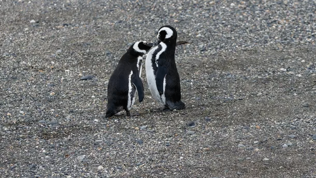 Investigan la muerte de pingüinos en las costas de Chubut y Santa Cruz