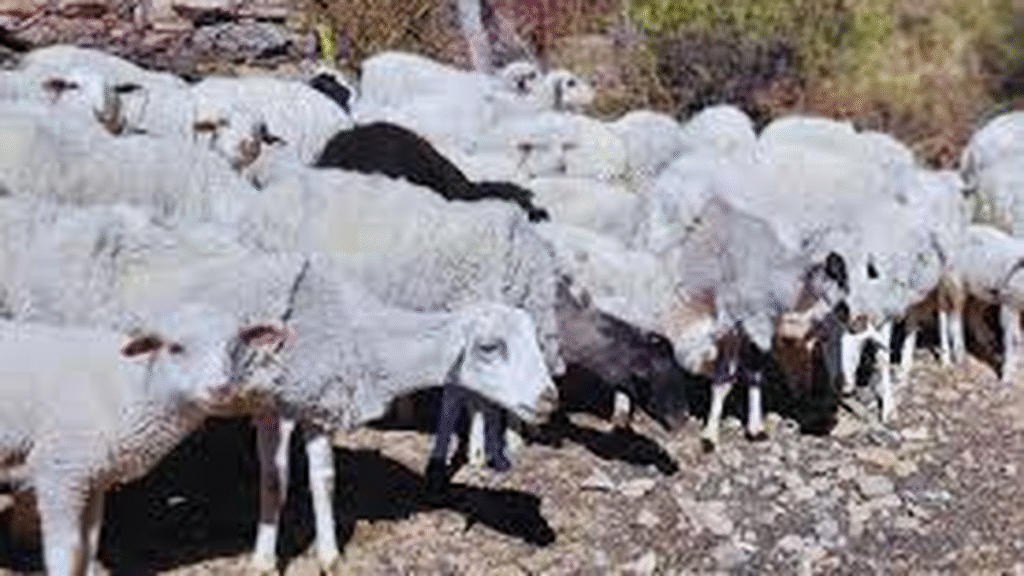 Crece la preocupación por el abigeato en Valle Viejo: intentaron robar otra oveja en Antapoca Crece la preocupación por el abigeato en Valle Viejo: intentaron robar otra oveja en Antapoca
