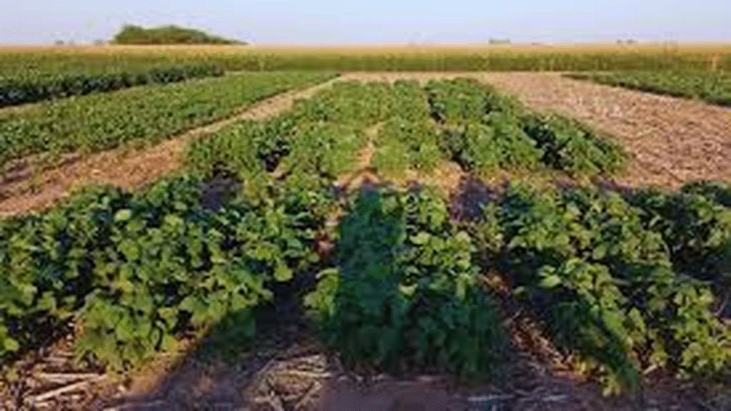 Edición génica en inoculantes: el “plus” que el campo estaba esperando