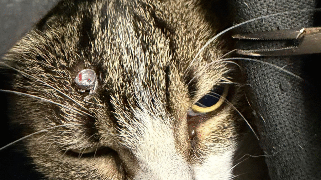 Denuncian ataques a balazos contra gatos rescatados en el barrio General Paz