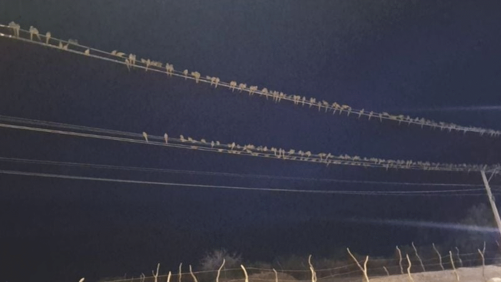 Una bandada de loros dejó sin luz a vecinos del Oeste catamarqueño