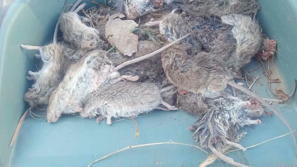 Preocupa la invasión de roedores en Recreo y alertan por riesgos