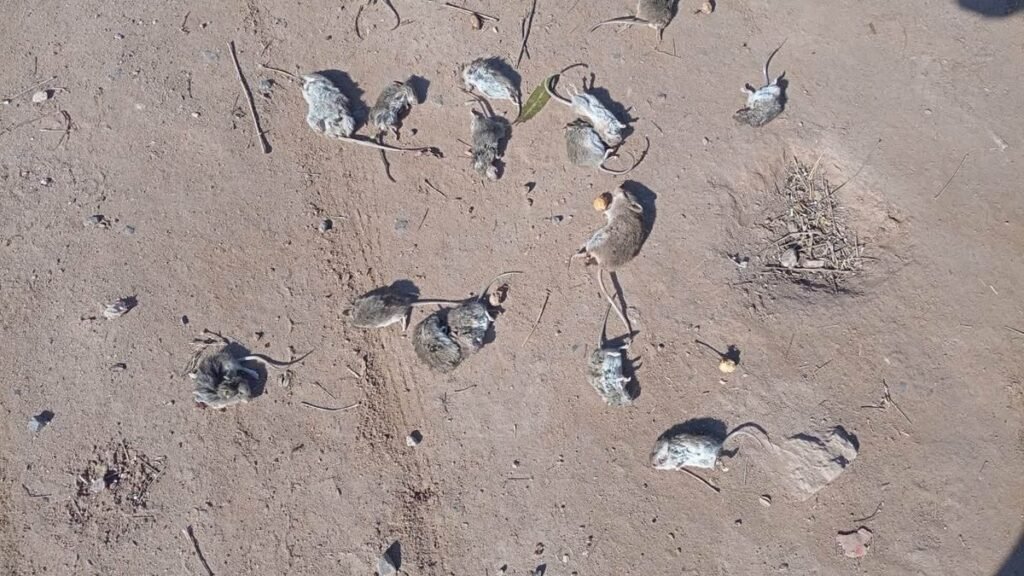 Preocupación en Recreo por  una creciente invasión de ratas