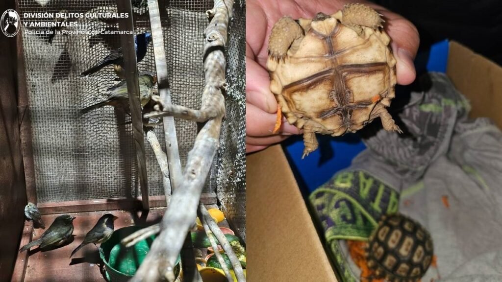 Rescataron tortugas y aves silvestres durante un allanamiento en Valle Chico