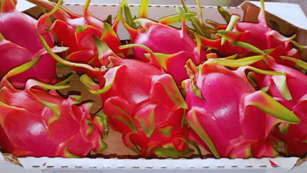 El INTA evalúa 12 variedades de pitahaya para potenciar el cultivo en las economías regionales