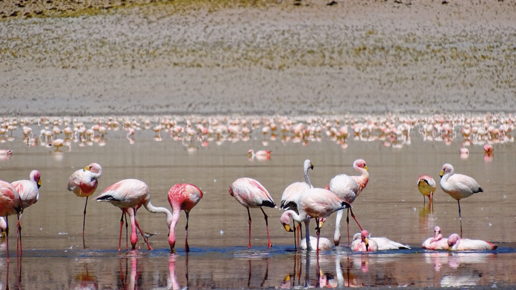 El Norte Argentino aparece como una de las regiones mejor valoradas por el turismo internacional