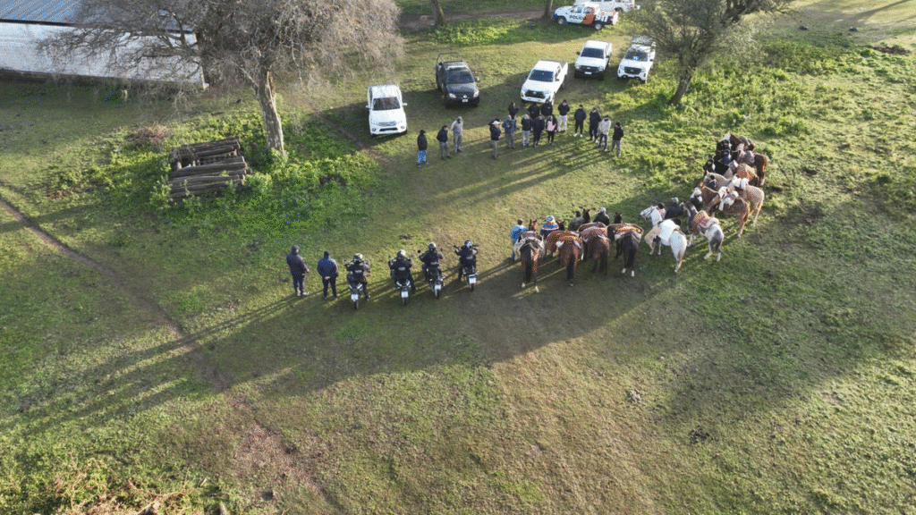 Importante operativo contra presunto abigeato: secuestraron 70 animales