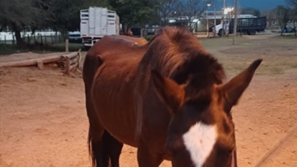 Secuestran animales sueltos