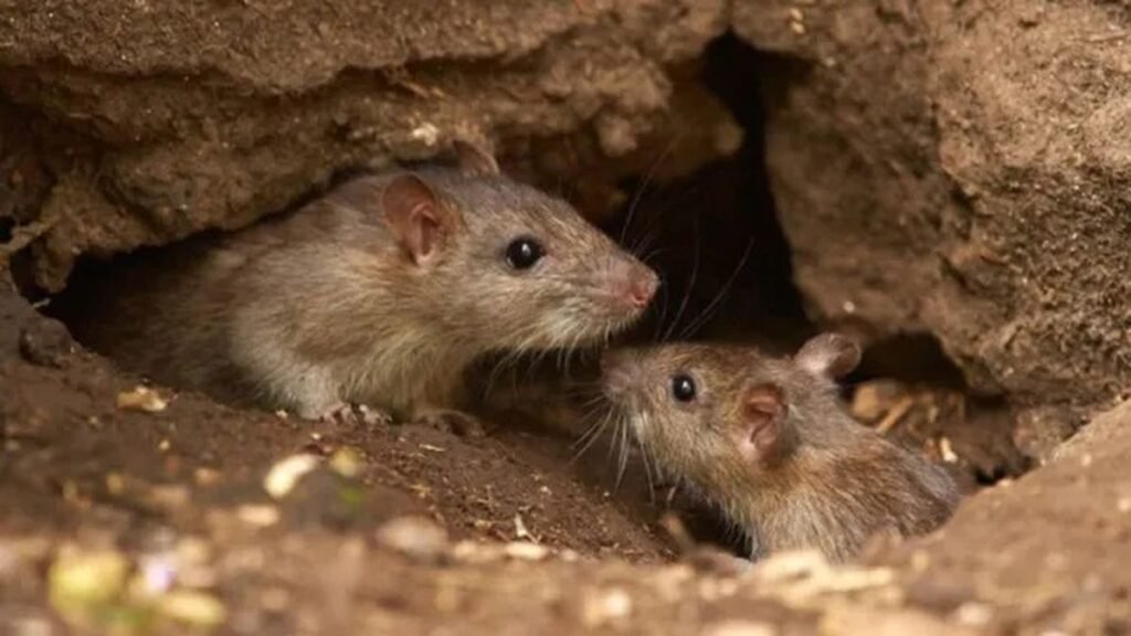 Se esperan resultados para determinar si existe riesgo de hantavirus