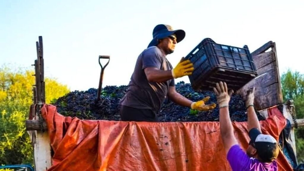 La vitivinicultura acumuló casi tres años y medio de crisis, según CONINAGRO