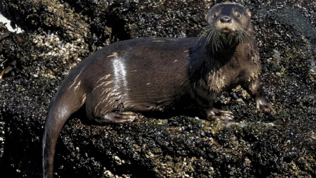 Tras 40 años detectaron señales de un mamífero en peligro de extinción en un Parque Nacional de la Patagonia