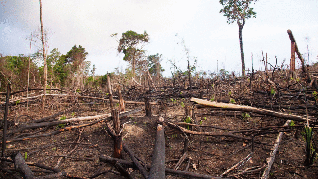 La manipulación de la legalidad ambiental