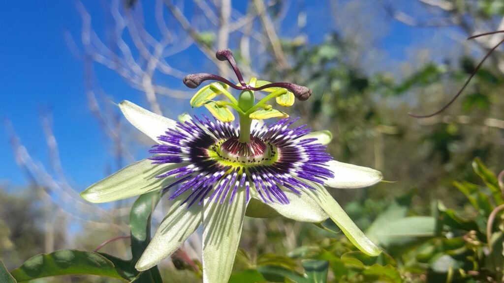 El difícil arte de criar mariposas El difícil arte de criar mariposas