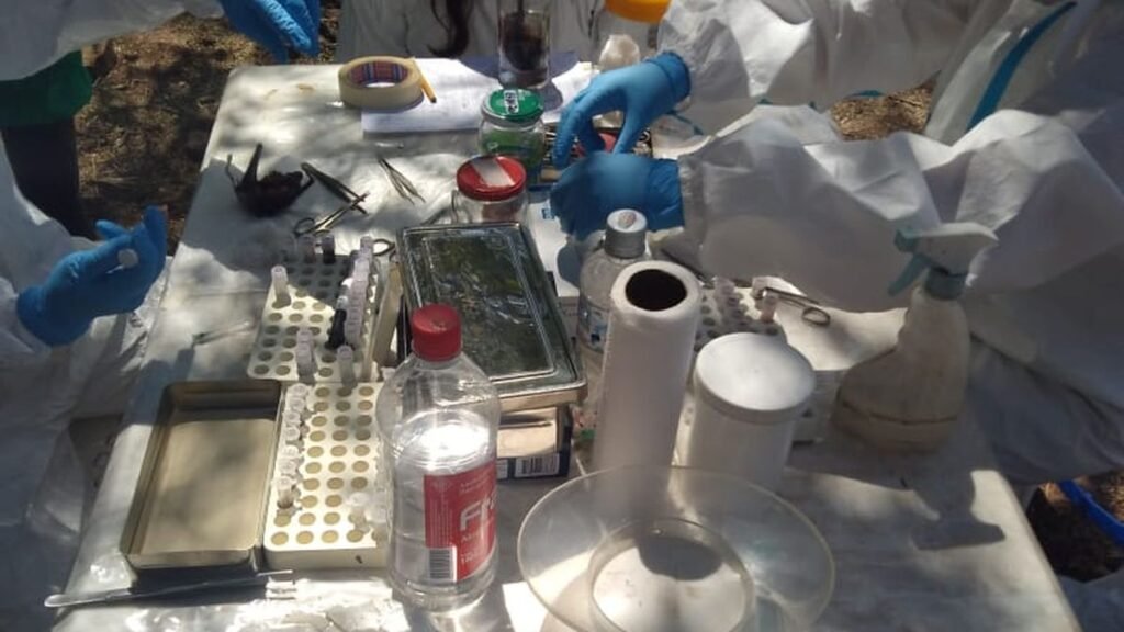 Detectaron roedores portadores de Hantavirus en la provincia