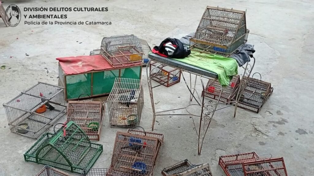 Secuestraron 17 aves y 15 jaulas tras dos registros domiciliarios