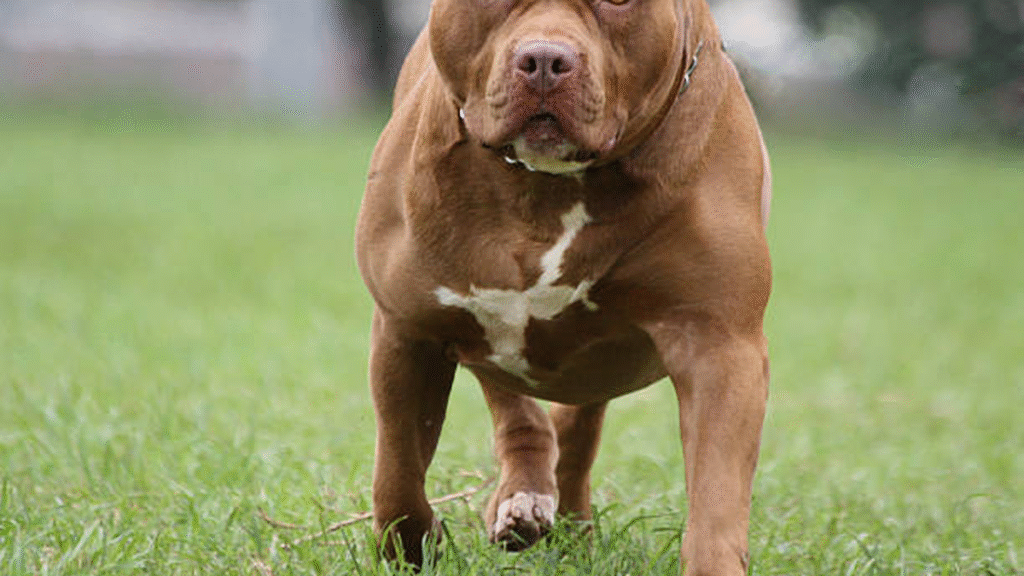 Detienen a dueña de un pitbull