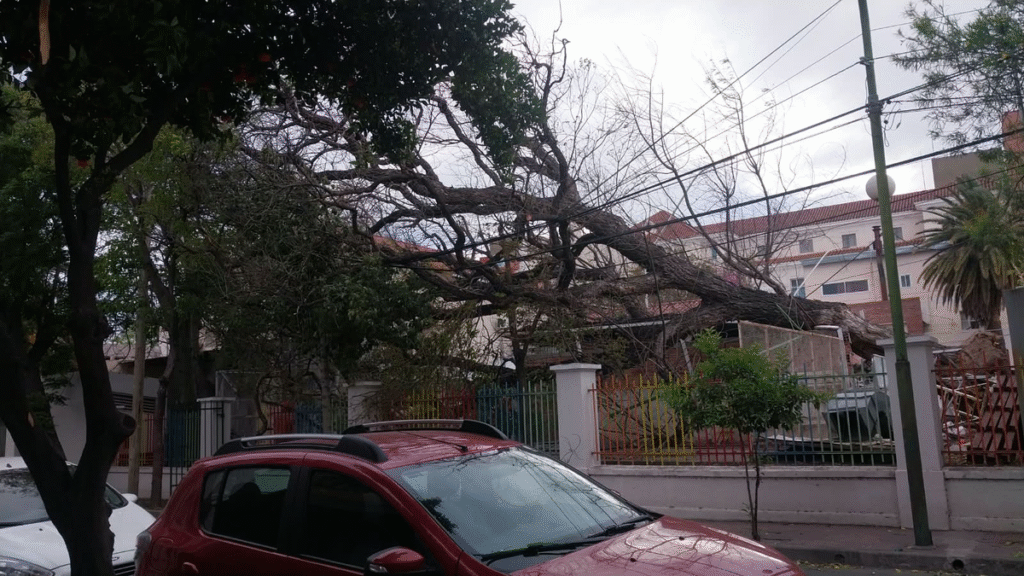 El viento derribó un árbol de grandes dimensiones dentro del predio del Hospital de Niños